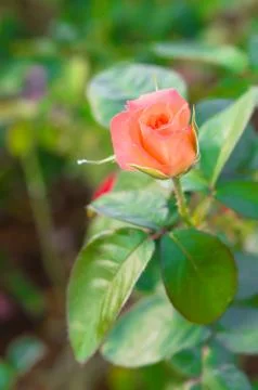 Rose flower Foto stock