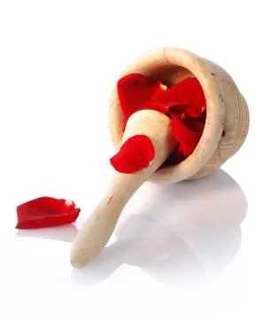 Rose flower Stock Photos