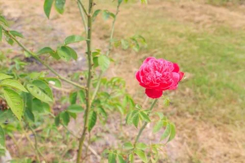 Rose flower Stock Photos