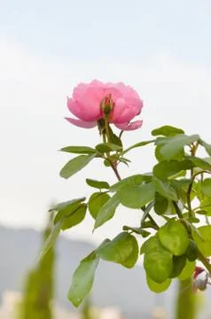 Rose flower Stock-Fotos