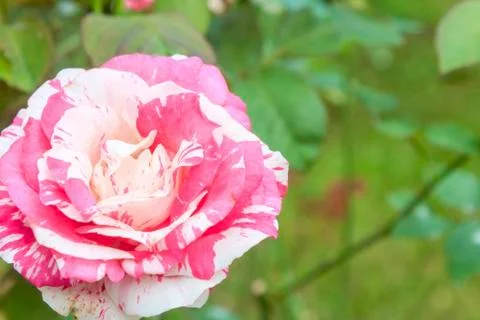 Rose flower Stock Photos