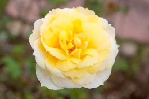 Rose flower Stock Photos