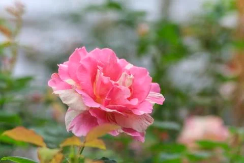 Rose flower Stock Photos