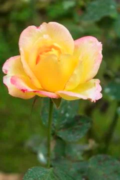 Rose flower Stock Photos