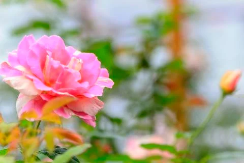 Rose flower Stock Photos