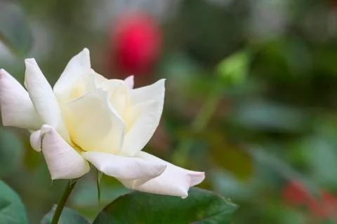 Rose flower Stock Photos