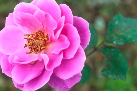 Rose flower Stock Photos