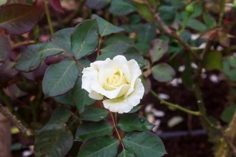 Rose flower Stock Photos
