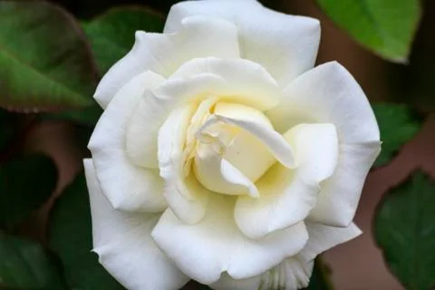 Rose flower Stock Photos