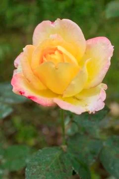 Rose flower Stock Photos