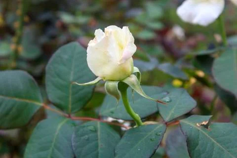 Rose flower Stock Photos