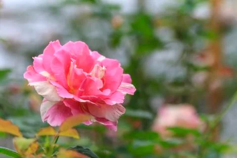 Rose flower Stock Photos