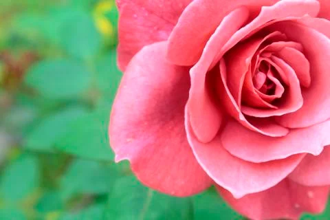 Rose flower Stock Photos