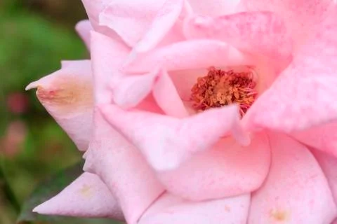 Rose flower Stock Photos