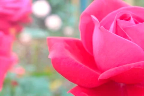 Rose flower Stock Photos