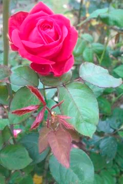 Rose flower Stock Photos