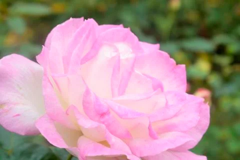 Rose flower Stock Photos