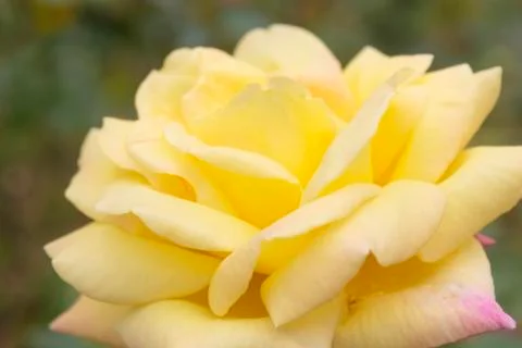 Rose flower Stock Photos