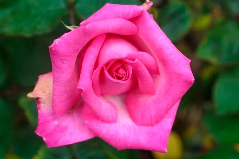 Rose flower Foto stock