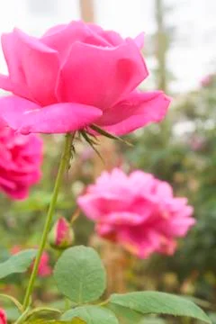 Rose flower Stock Photos