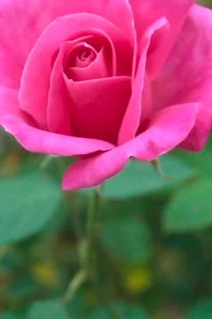Rose flower Stock Photos