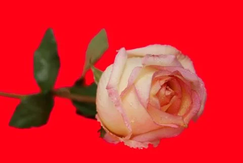 Rose flower Stock Photos