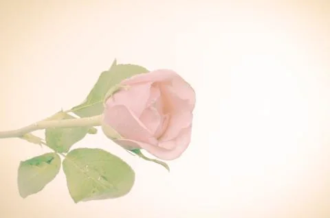 Rose flower Stock Photos