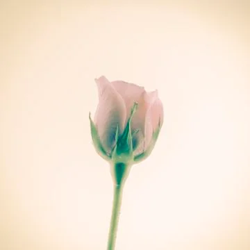 Rose flower Stock Photos
