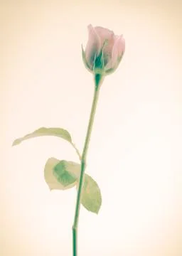 Rose flower Stock Photos