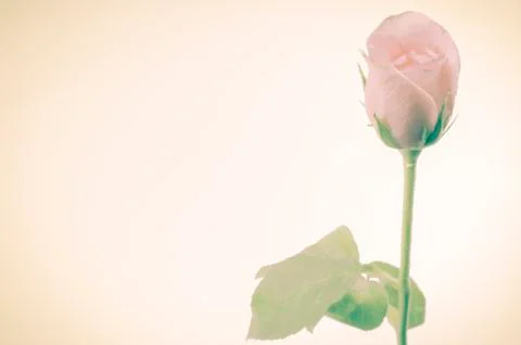 Rose flower Stock Photos