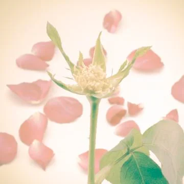 Rose flower Stock Photos