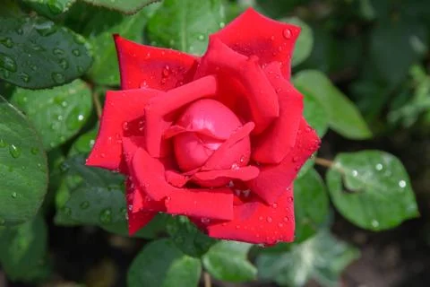 Rose flower Stock Photos