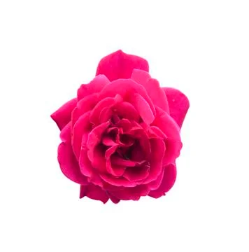Rose flower Stock Photos