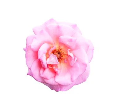 Rose flower Stock Photos