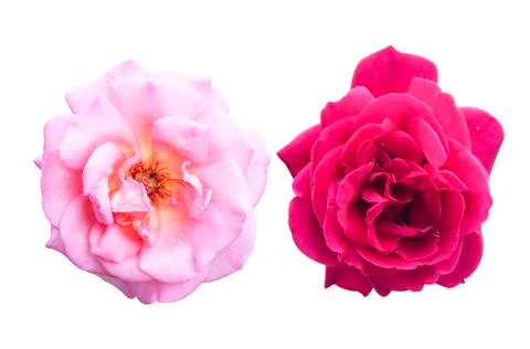 Rose flower Stock Photos