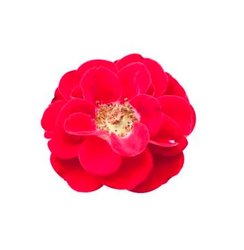 Rose flower Stock Photos