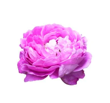 Rose flower Stock Photos