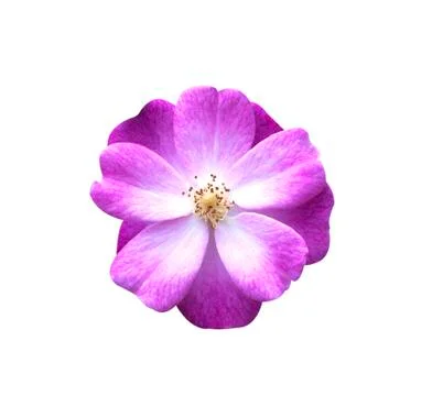 Rose flower Stock Photos