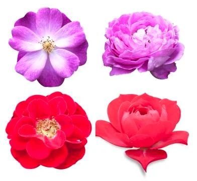 Rose flower Stock Photos