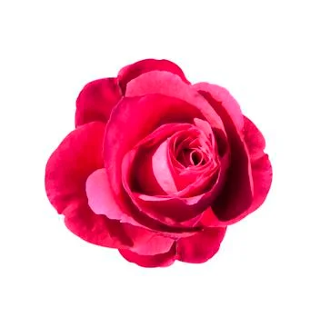 Rose flower Stock Photos