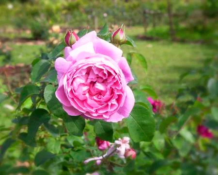 Rose flower Stock Photos