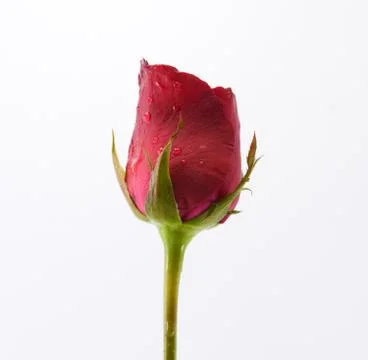Rose flower Stock Photos
