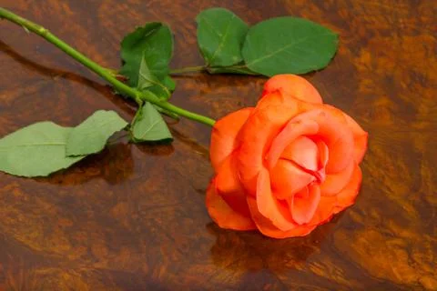 Rose flower Stock Photos