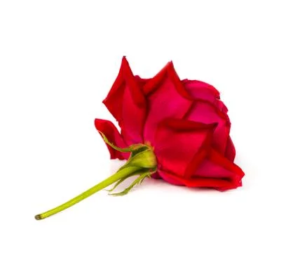 Rose flower Stock Photos