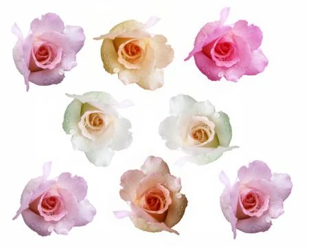 Rose Flower Stock Photos