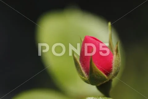Rose Flower Stock Photos
