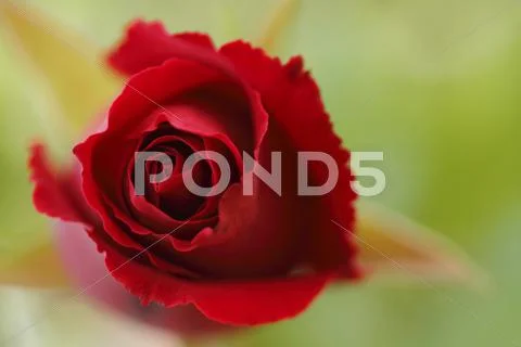 Rose Flower Stock Photos