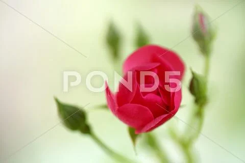 Rose Flower Stock Photos