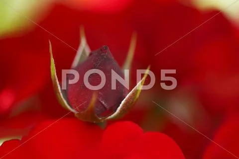 Rose Flower Stock Photos