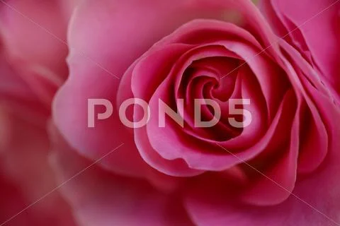 Rose Flower Stock Photos
